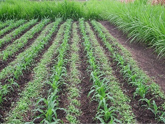Smallholder farmers can aid the uptake of research fruits and drive grassroots innovations.